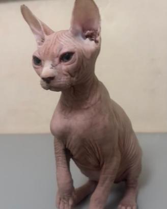 Cucciolo gatto Sphynx