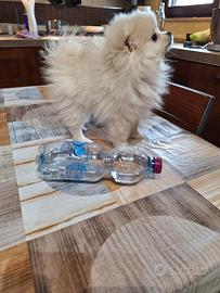 Cane Volpino spitz tedesco nano femmina