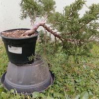 Talee ginepri itoigawa kishu