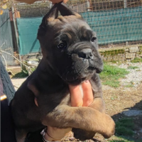 Cane Corso