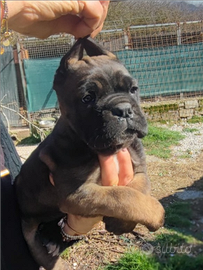 Cane Corso