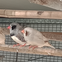 Diamanti maggiorati guance nere femmine