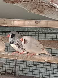 Diamanti maggiorati guance nere femmine