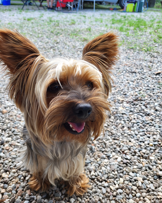 Yorkshire maschio per accoppiamento