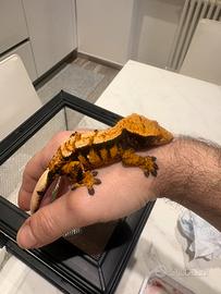Geco ciliatus
