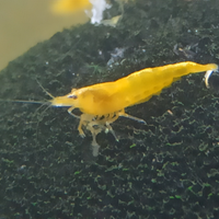 Caridine yellow ss