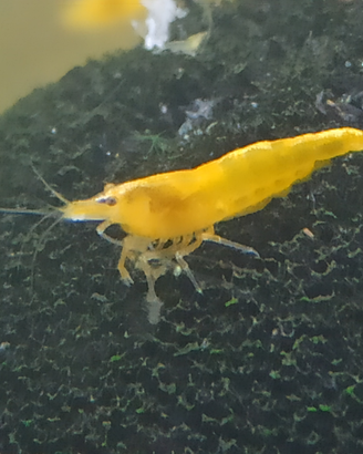 Caridine yellow ss