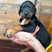 Dobermann