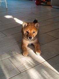 Shiba inu
