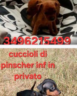 Cuccioli di pinscher toy