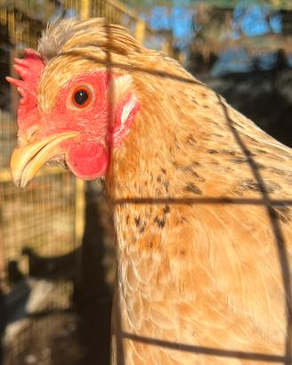 Galline Auracana
