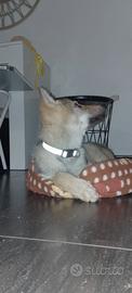 Cane lupo cecoslovacco