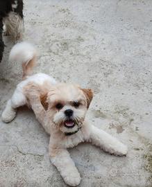 Shih tzu