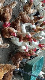 Galline livornesi