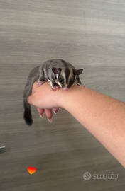 Petauri dello zucchero