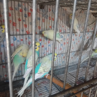 Parrocchetto/Pappagallino Ondulato o Cocorita