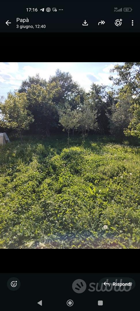 Terreno agricolo Sinalunga - Altro