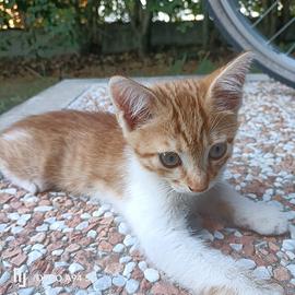 Gattino rosso giocherellone di due mesi