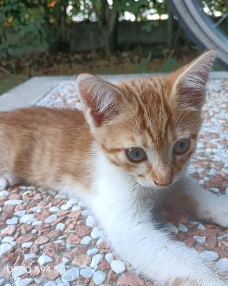 Gattino rosso giocherellone di due mesi