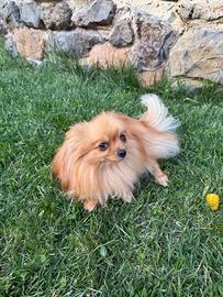 Cagnolina Pomerania toy piccolissima