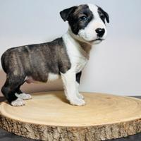 Bull terrier miniature