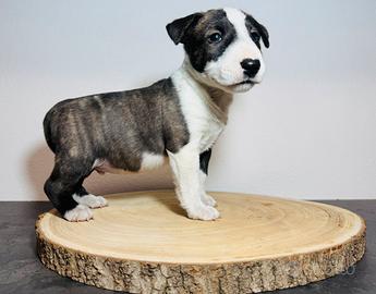 Bull terrier miniature