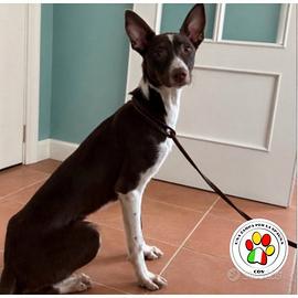 TURBO giovane Podenco