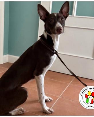 TURBO giovane Podenco