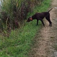 Bracco tedesco femmina pronta caccia