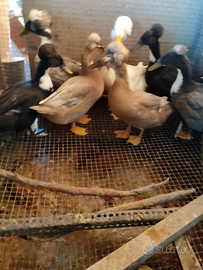 Anatre galline quaglie