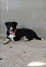 Border collie