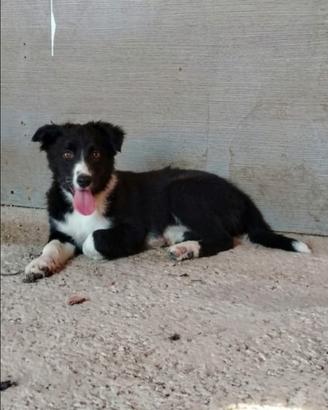 Border collie