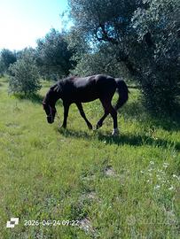 Cavallo stalloncino arabo frisone
