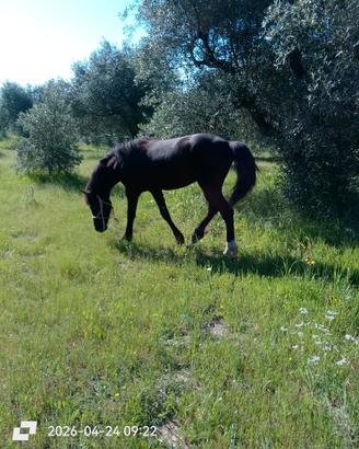 Cavallo stalloncino arabo frisone