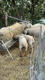 Coppia Texel