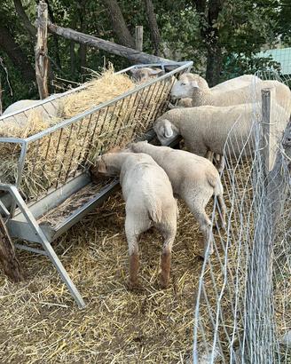 Coppia Texel