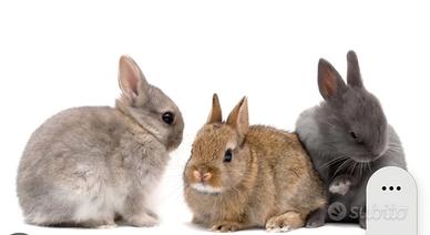 Conigli nani