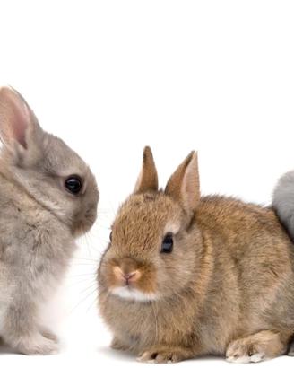 Conigli nani