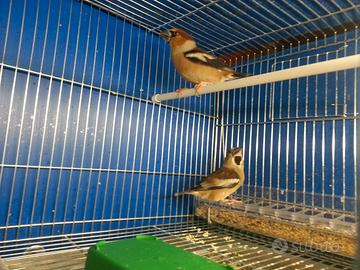 Coppia 2025 frosone europeo