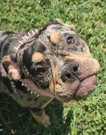 cucciola american bully pocket 