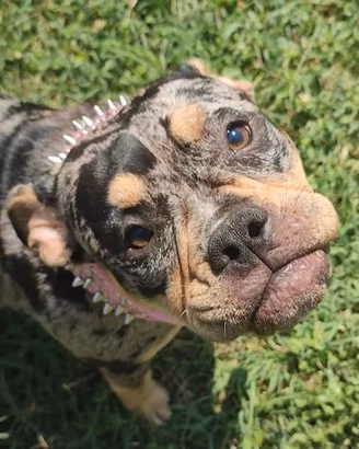 cucciola american bully pocket 