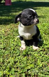 Chihuahua cucciolo maschio