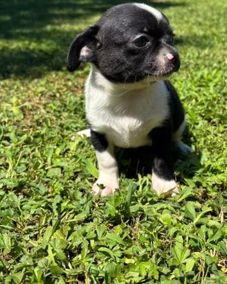 Chihuahua cucciolo maschio