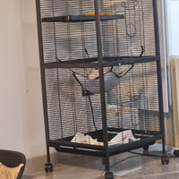 Petauri dello zucchero