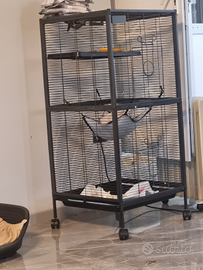 Petauri dello zucchero