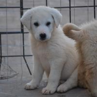 Cucciolo futura taglia medio-grande