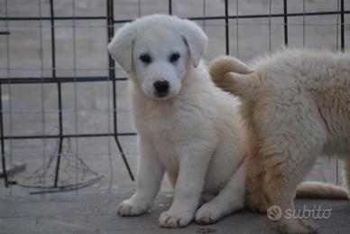 Cucciolo simil Labrador