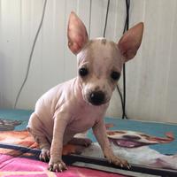 Cuccioli di American Hairless Terrier (Cane nudo )