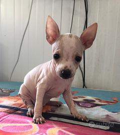 Cuccioli di American Hairless Terrier (Cane nudo )