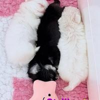 Chihuahua cuccioli pelo lungo